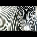  - zebra crossing -
