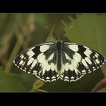 Simply butterfly