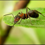Prost - mravenec