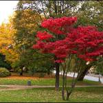 Barvy podzimu v parku