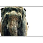 Slon :)