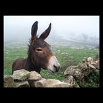 |Portuguese Donkey|