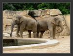 Slonci (zoo 2004)