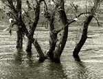 ...voda klesla a bordel zanechala na tancch stromech...
