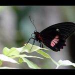 Papilio...