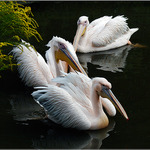 tři pelikáni