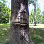 Mlc strom