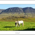 Kon na Islandu