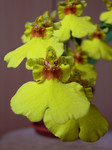 orchidejov panenka