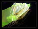 Krevetky - Caridina Japonica (2 cm)