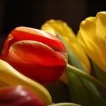 Tulipany, este raz