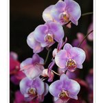 Orchideenpracht II.
