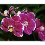 Orchideenpracht III.