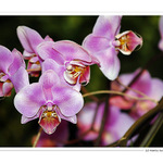 Orchideenpracht IV.