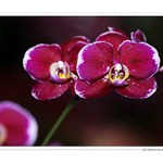 Orchideenpracht V.