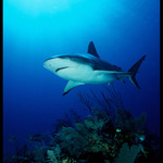 shark Jardines - Kuba