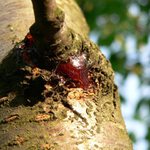 krvcejc strom