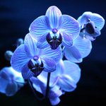 Orchid Phalaenopsis in blue .........