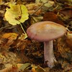 houby podzimu