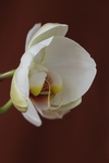puc orchidej