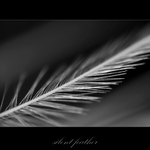 ...feather