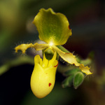 Orchidej III.