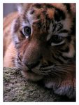 Tygr ussurijsk (Panthera tigris altaica)
