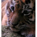 Tygr ussurijsk (Panthera tigris altaica)