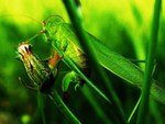 kobylka zelen