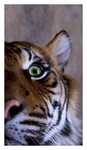 Tygr sumatersk (Panthera tigris sumatrae)
