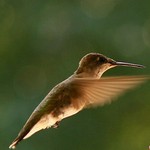 Kolibrik