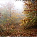 Podzimn mlha