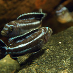 Melanochromis cyaenorhabdos Maingano Island