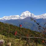 Dhaulagiri - Nepal