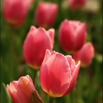Tulipn2