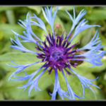 ...blue/purple flower