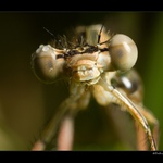 Hmyz okulry
