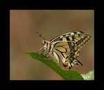 Vidlochvost feniklov ( Papilio machaon L)