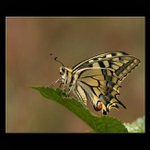 Vidlochvost feniklový ( Papilio machaon L)