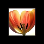 Tulipn 2