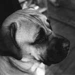 Marley (Dogo Canario)