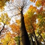 Podzimn barvy lesa