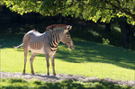 Zebra Grvyho