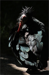 Mrchorout (ibis skaln)