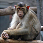 Smutn opice z Trji 1
