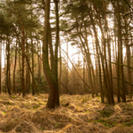Unorovy les v Severnim Yorkshiru