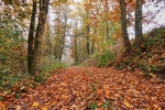 Lesn podzim okolo Tebska