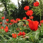 Strce tulipn